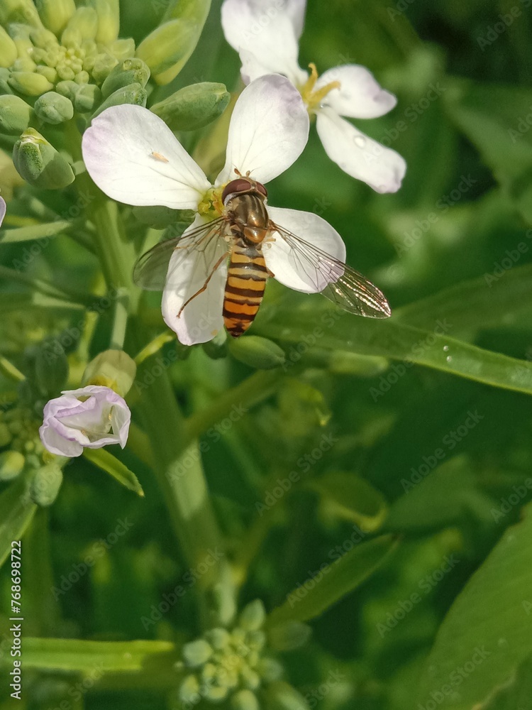 Hoverflies or flower flies collect pollens or nectar from radish flower or Hoverflies collect nectar or pollen from Raphanus sativus flower Hoverflies or flower flies collect pollens or nectar from radish flower or Hoverflies collect nectar or pollen from Raphanus sativus flower