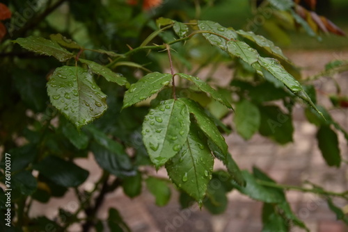 Wallpaper Mural rain drops on leaves Torontodigital.ca