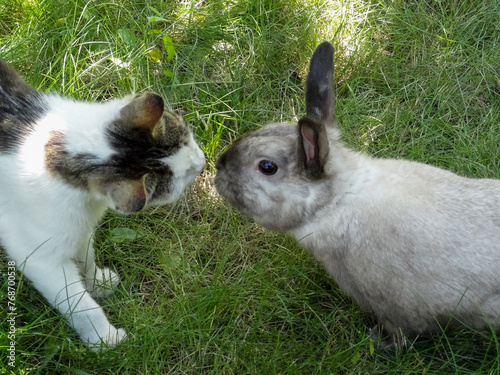 Bunny and Cat in the Summer Garden