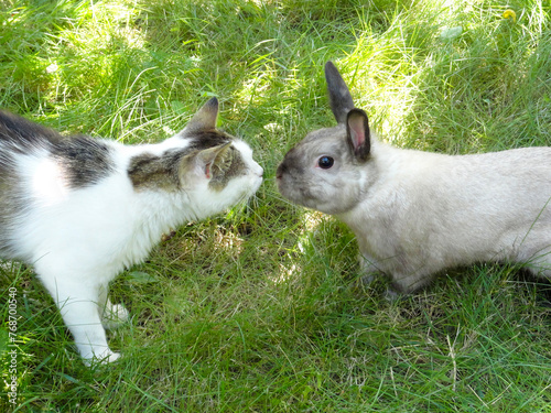 Bunny and Cat in the Summer Garden