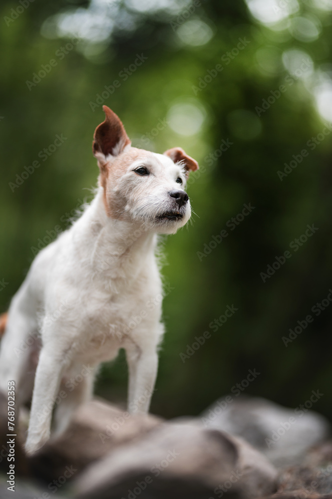 Obraz premium white dog jack russell
