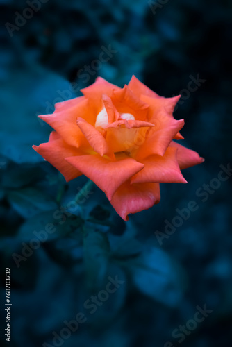 Delightful lush bright orange rose with golden hue on contrasting dark background. Spectacular angle. Bokeh.
