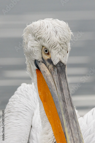 Dalmatian Pelican of Kerkini Lake