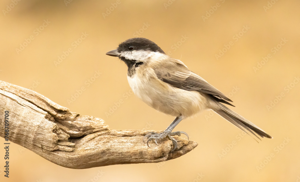Obraz premium Sombre Tit (Parus lugubris) in to the forest