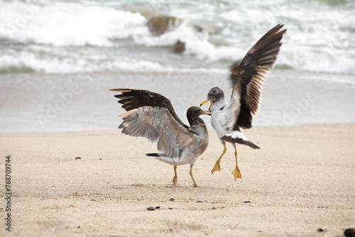 Two male seagulls fighting over territory on the beach lima Peru