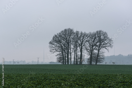 MISTY WEATHER - Landscape with an island of lonely trees in a field
