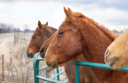 4 horses standing by a gate in a meadow on Wolfe Island, Ontario, Canada