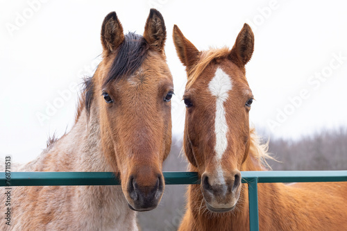Two brown horses standing by a gate in a meadow on Wolfe Island, Ontario, Canada