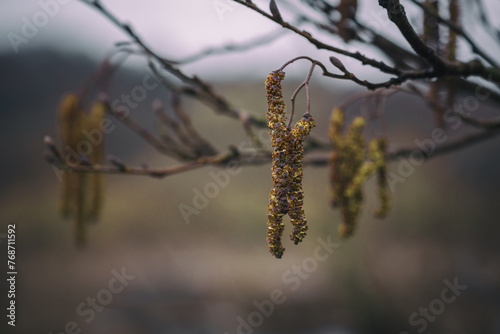 BLOOMING HAZEL - The first sign of spring