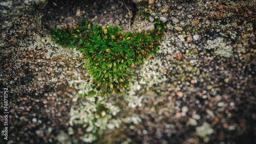 MOSS - A flowering plant growing on a wall