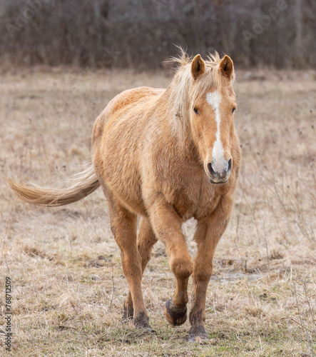A Light brown horse walking in a meadow on Wolfe Island, Ontario, Canada