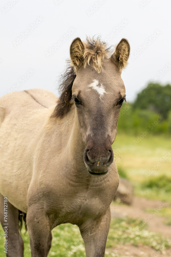 Semi wild horses (Tarpans) reintroduced in Bulgaria Semi wild horses (Tarpans) reintroduced in Bulgaria
