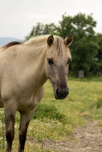 Semi wild horses (Tarpans) reintroduced in Bulgaria © georgigerdzhikov