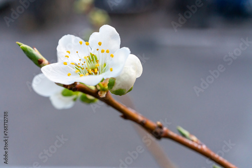 スモモの花
