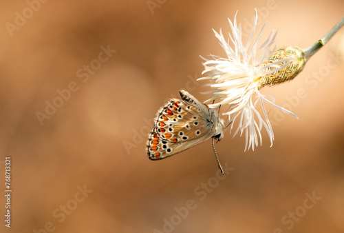 Small butterfly sitting on plant photo