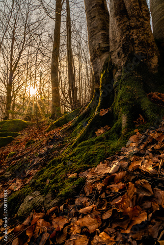 Corteza de árbol con musgo y hojas secas en el suelo con sol en el bosque © Nacho