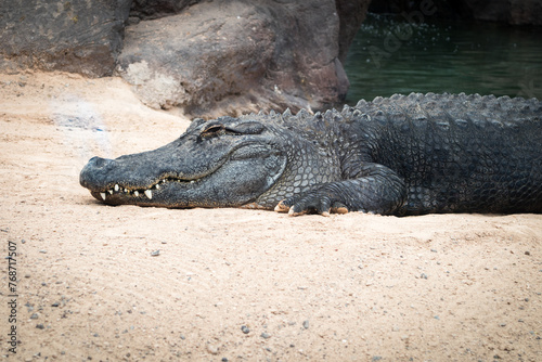 Caiman lying on white sand, resting in the sun. Fuerteventura, Canary Islands, Spain