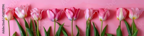 Pink tulips on pink background. Flat lay  top view. Banner.