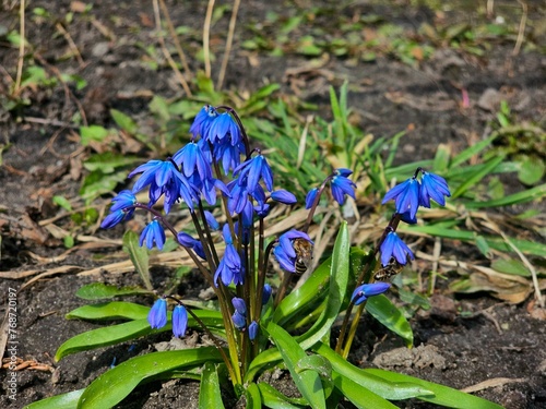 blue flower snowdrops  snowdrops on the lawn