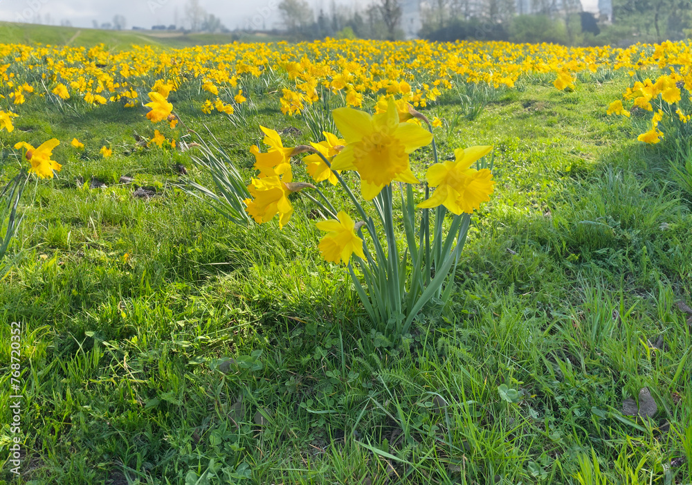 Obraz premium field of yellow flowers
