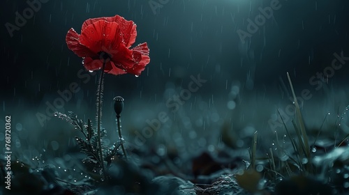  Red flower, drizzle, moonlit meadow