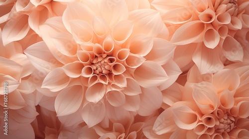 Beautiful pink dahlia flowers as background, closeup view