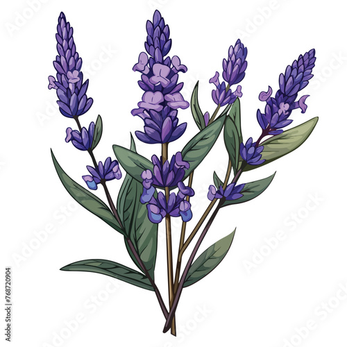 Fototapeta Naklejka Na Ścianę i Meble -  Aromatic lavender flower nature icon cartoon vector