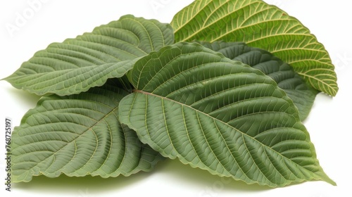  A sharp image of a green foliage against a white canvas, featuring curled edges atop