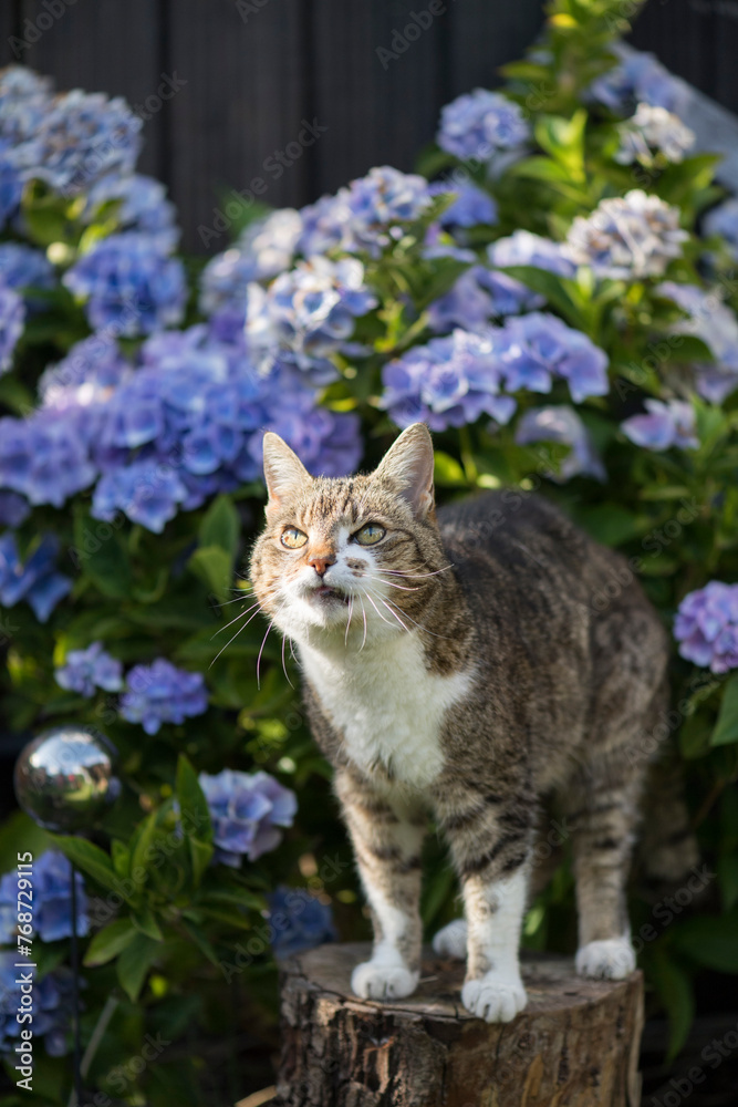 Porträt einer getigerten Hauskatze im blühenden Garten