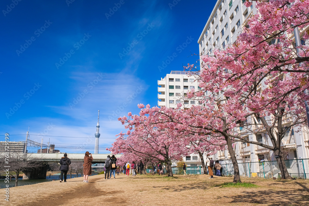 東京都江戸川区 満開の旧中川沿いの河津桜