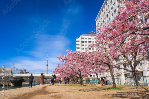 Obraz na płótnie 東京都江戸川区 満開の旧中川沿いの河津桜 w salonie