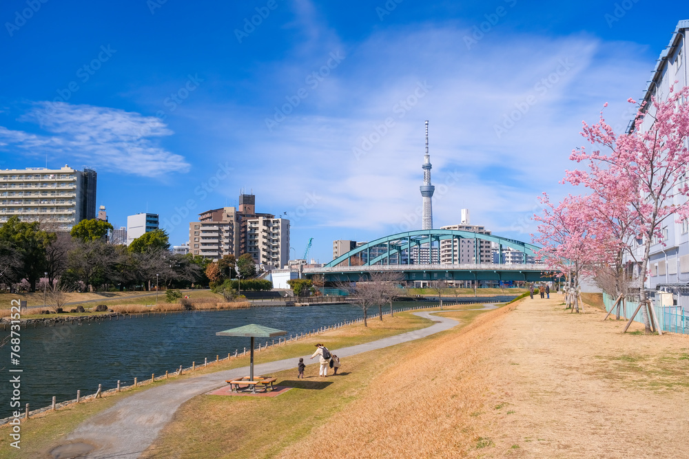 東京都江戸川区 春の旧中川の河川敷と東京スカイツリー