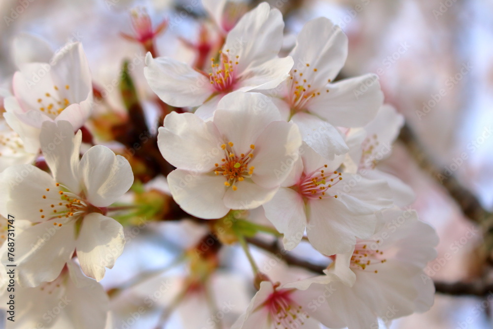 Fototapeta premium 春の日差しを浴びて咲く満開の桜の花びら