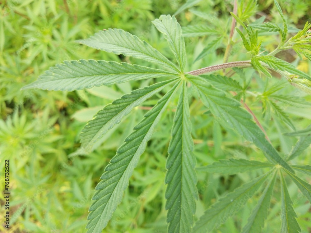 marijuana leaf, cannabis hemp leaf outdoors marijuana leaf, cannabis hemp leaf outdoors