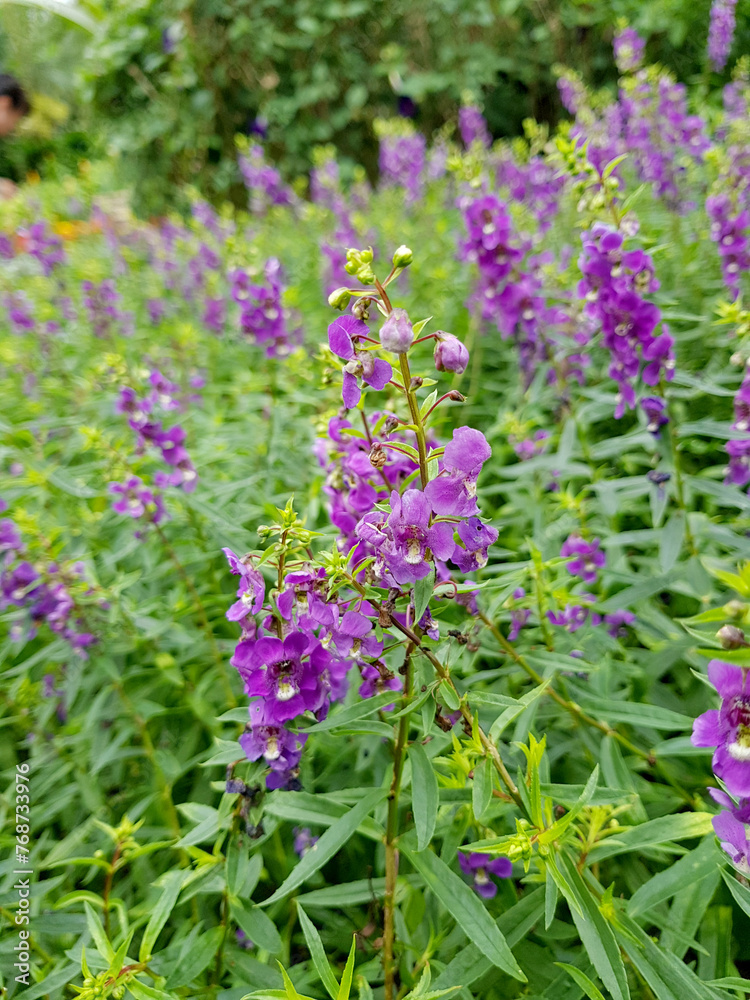 Obraz premium Pretty purple wildflower, Angelonia