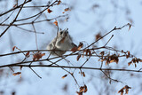 meal time, Japanese Dwarf Flying Squirrel on slender twig