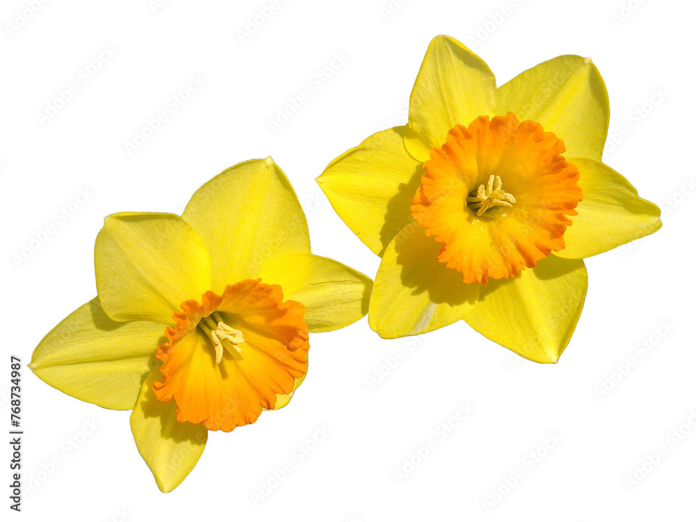 Fototapeta premium Daffodils flowers isolated on white. Narcissus pseudonarcissus