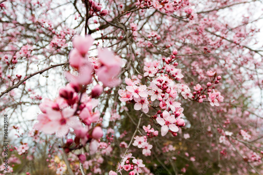 Captivating close-up of a pink Japanese cherry blossom tree in full bloom. Perfect for spring-themed projects and nature enthusiasts Captivating close-up of a pink Japanese cherry blossom tree in full bloom. Perfect for spring-themed projects and nature enthusiasts