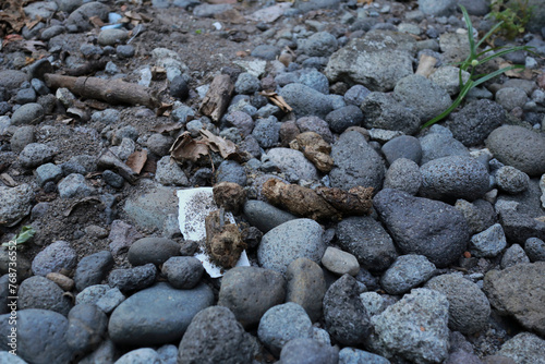 dog feces on a pile of gravel