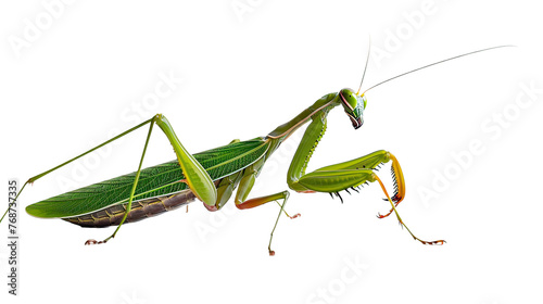 Praying Mantis Animal Ai Generative photo