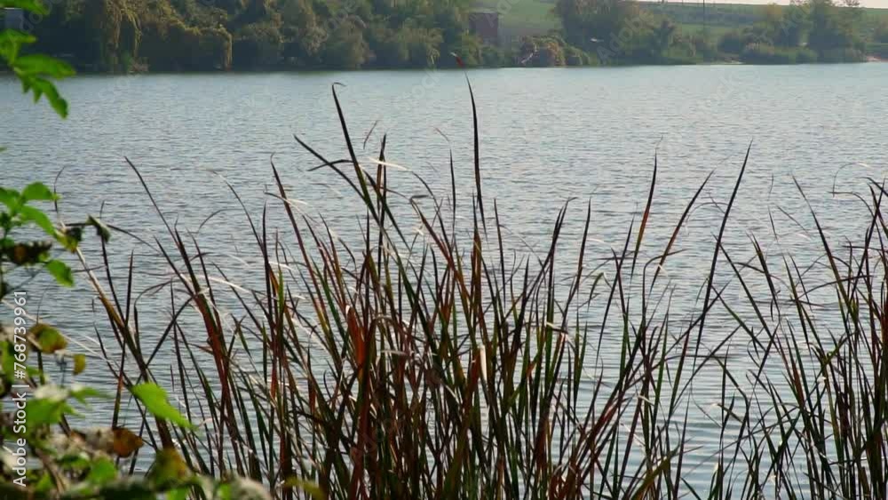 Tall grasses grow along the lakeshore, swaying gently in the breeze Tall grasses grow along the lakeshore, swaying gently in the breeze