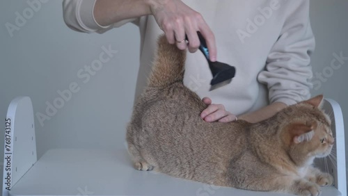 combing a cat with a furminator photo