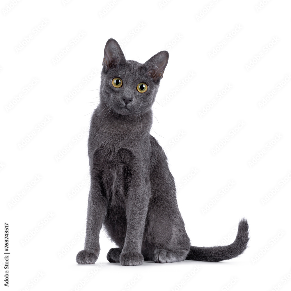 Cute Korat kitten, sitting up facing front. looking straight to camera with cute head tilt. Isolated on a white background. Cute Korat kitten, sitting up facing front. looking straight to camera with cute head tilt. Isolated on a white background.