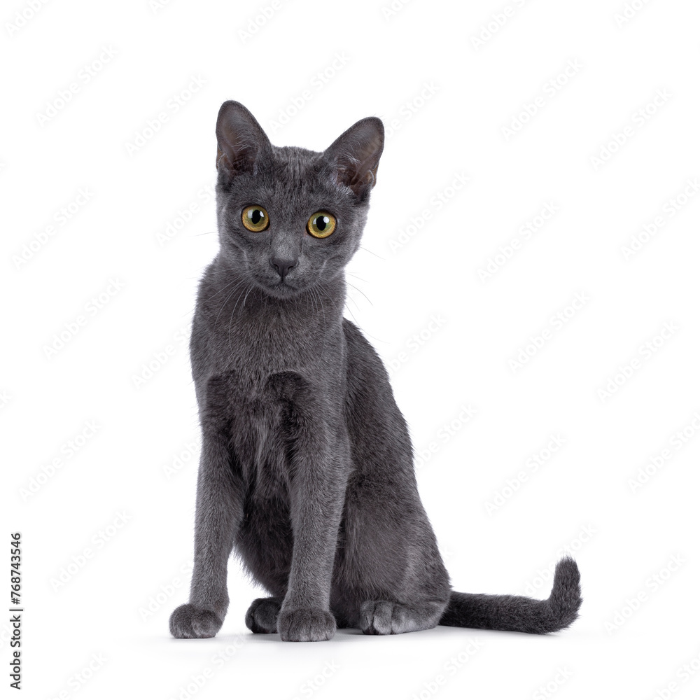 Cute Korat kitten, sitting up facing front. looking under camera. Isolated on a white background.