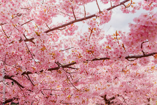 sakura flower (cherry blossom) in spring.