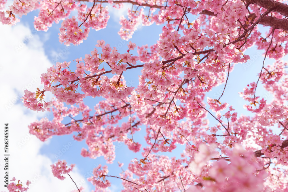 Obraz premium pink cherry blossoms on blue sky