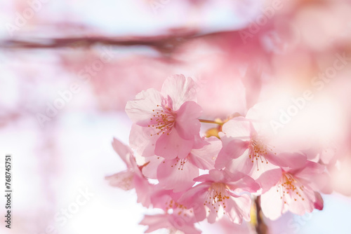 sakura flower (cherry blossom) in spring.