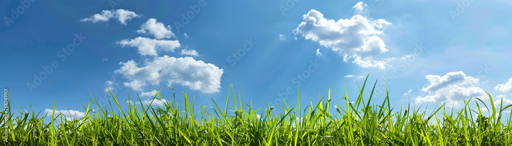 Landscape photo of a green environment with clear blue skies, symbolizing the beauty and importance of nature protection.