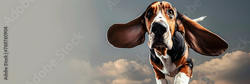 A basset hound s ears in flight Copy space image Place for adding text or design photo