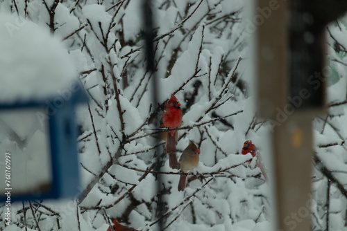 These beautiful cardinals sit perched in a tree in this wintery picture. Snow clinging to all the branches make the bright red color of the males stand out and even the coppery feathers of the female.
